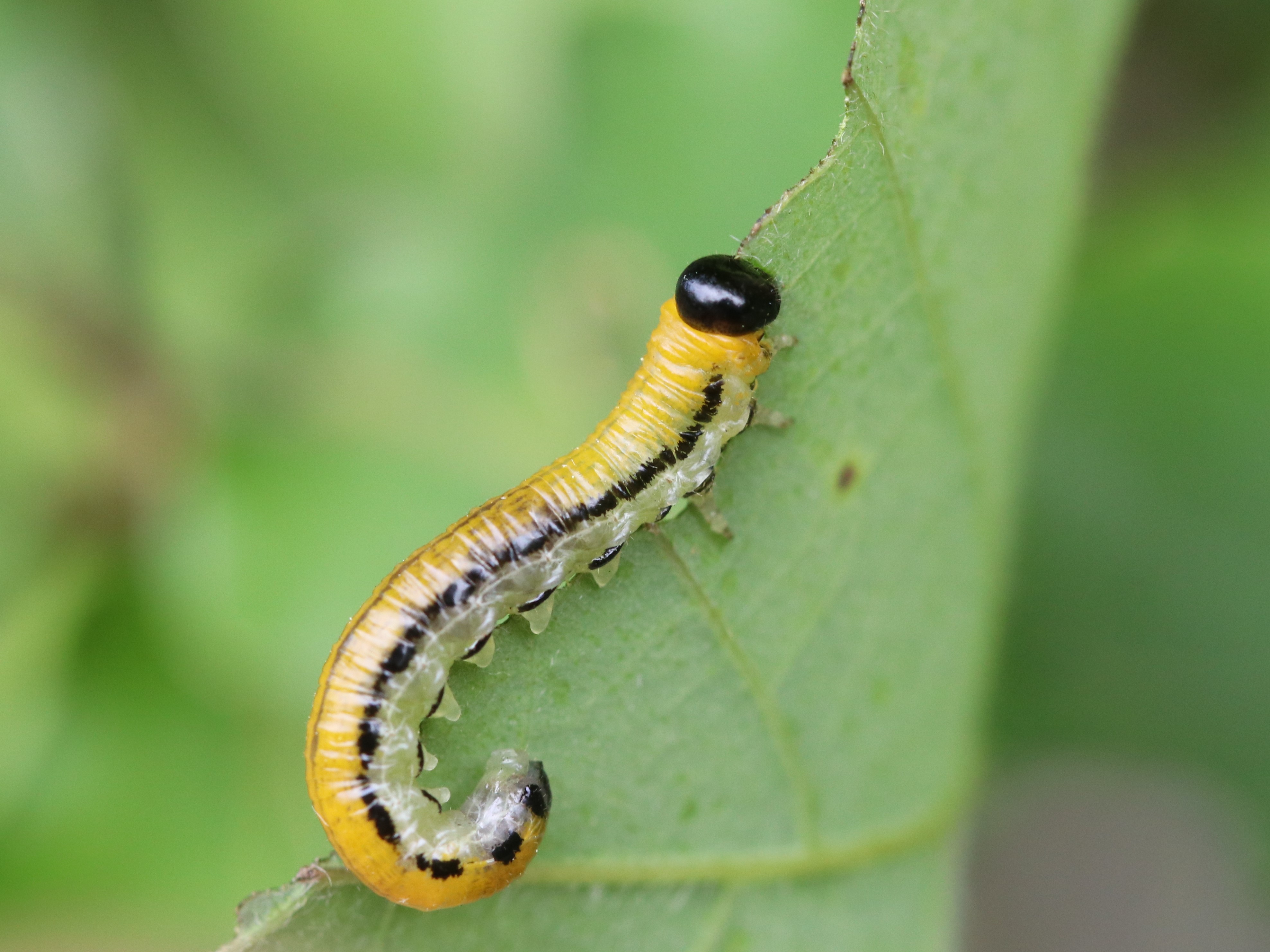 hemichroa